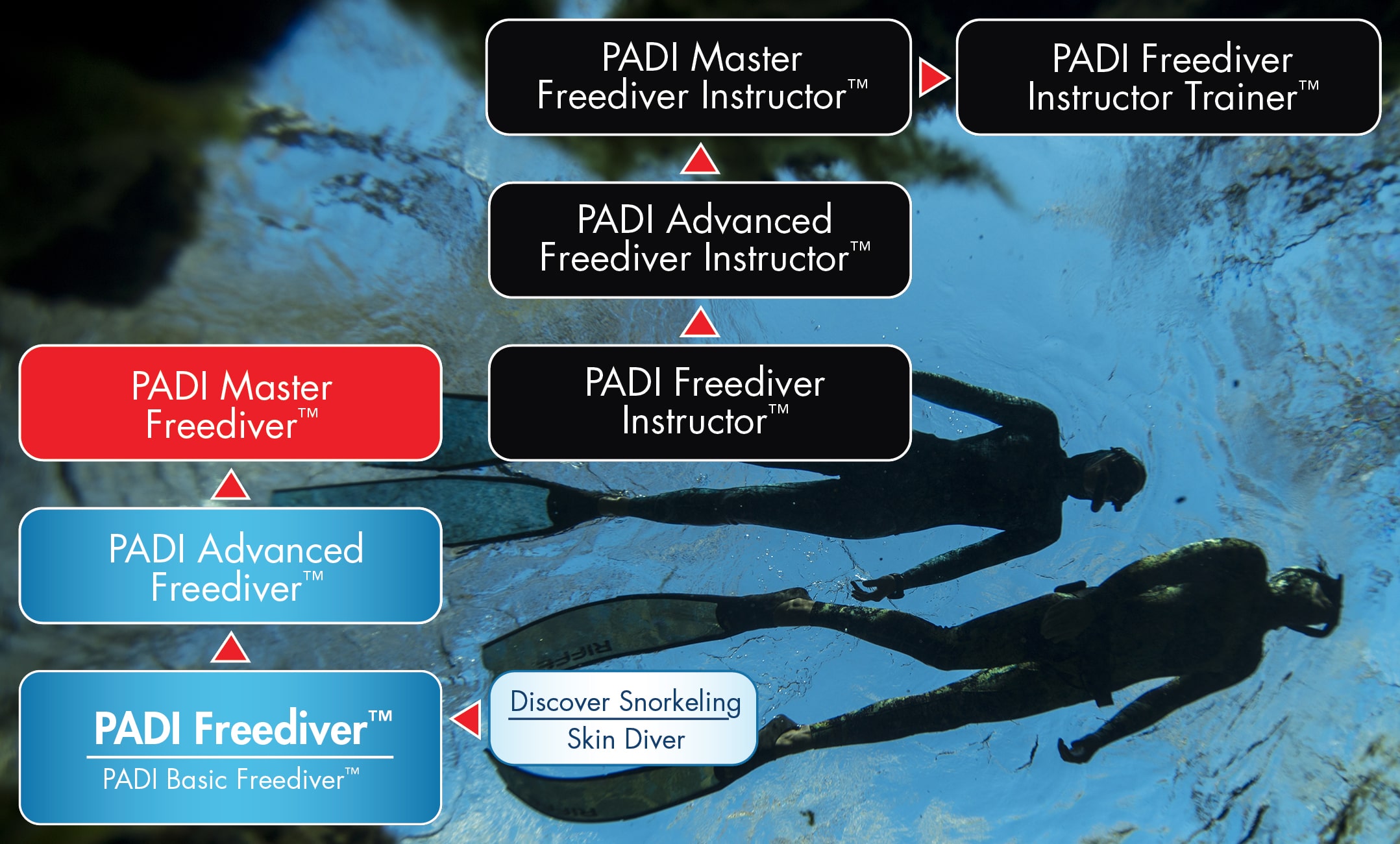 دوره های غواصی پدی