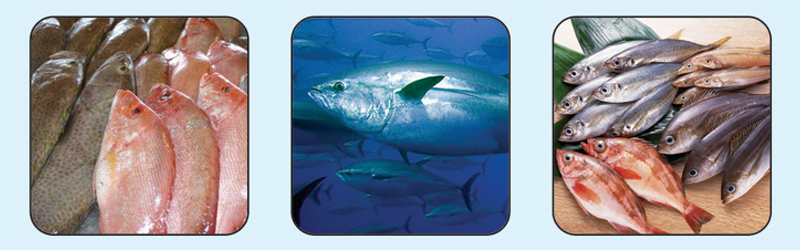 ماهی‌های خوراکی  خلیج فارس