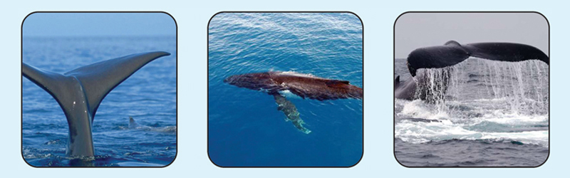 نهنگ های خلیج فارس