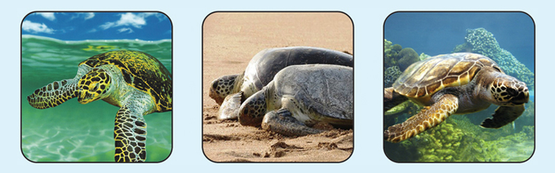 لاک‌پشت‌ها ی خلیج فارس