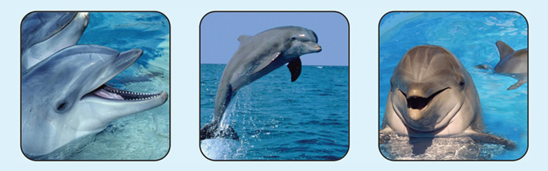 دلفین های خلیج فارس