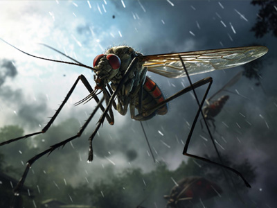 مشکلات پشه‌ها در سفر غواصی و ۸ راهکار عملی برای کنترل آن